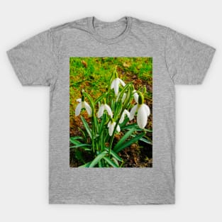 Beautiful Snowdrops In The Grass Fields T-Shirt